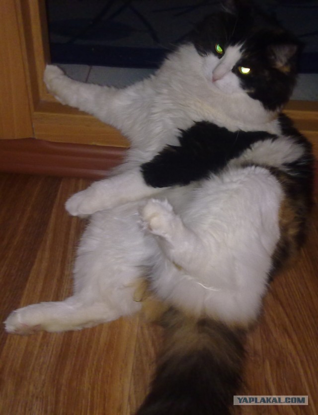 Котовторник 09.04.2013