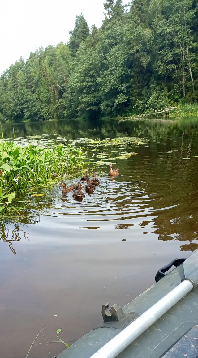 На пляжах Анапы закончились не только лежачие, но и сидячие места. Загорать там можно только стоя