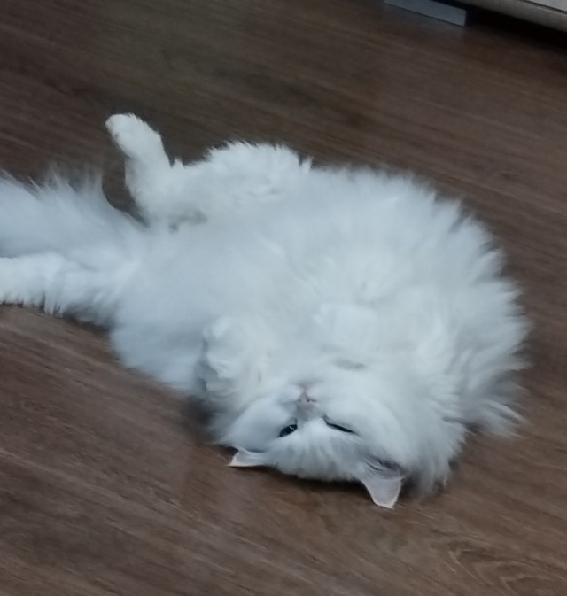 Походу мой кот бухает втихаря