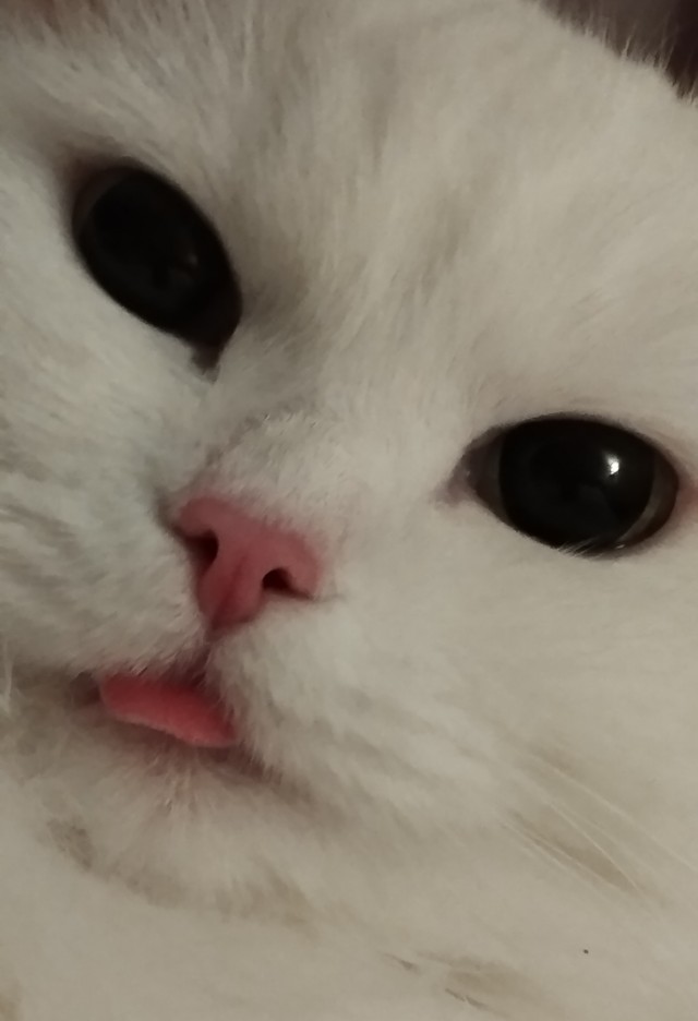 Кусь