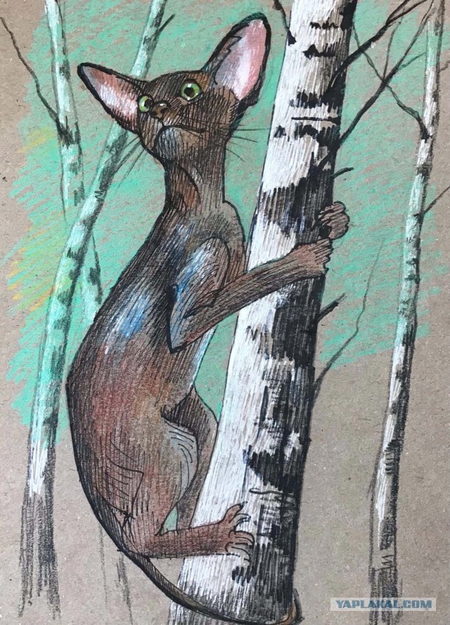 Кошка Фрося, продолжение