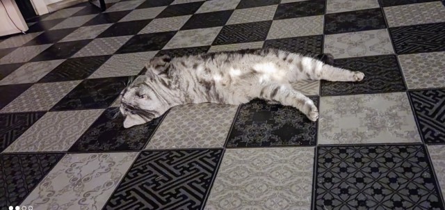 Юбилей кота 09.ХII.2013