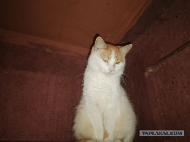 Жизнь домашнего приюта для котеек 474