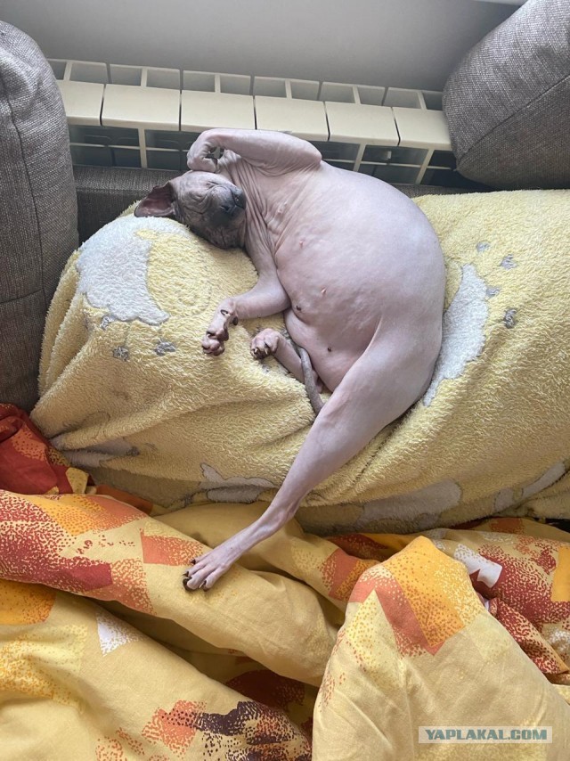 Девочка, которая не бросит