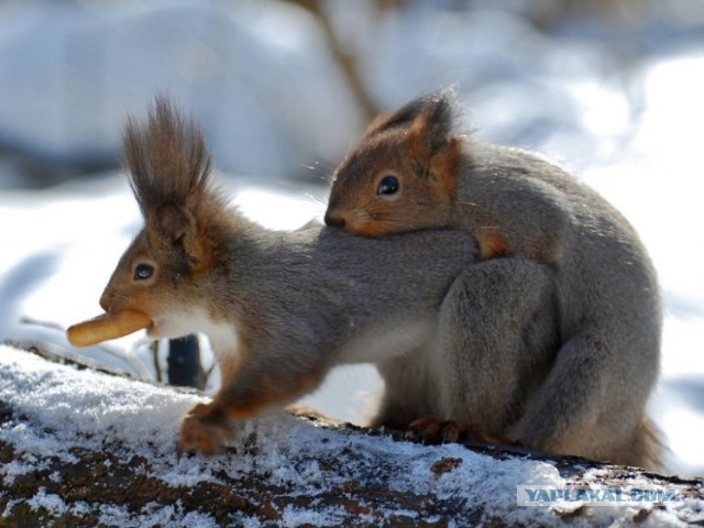 Опять секса не будет...