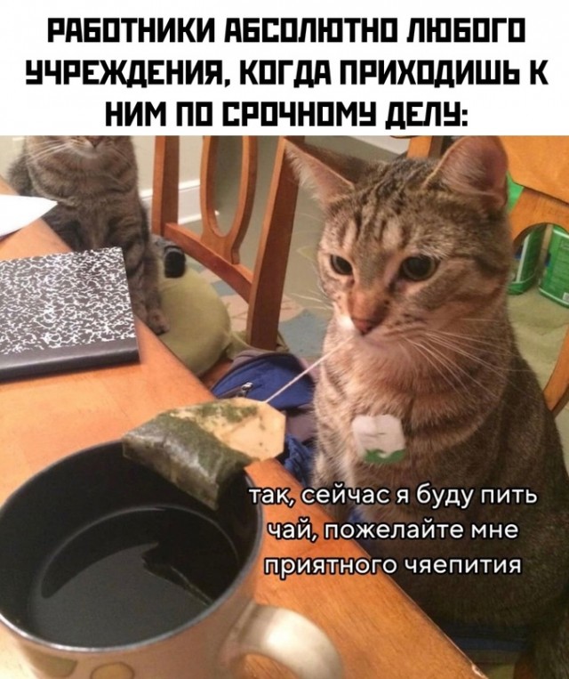 Весёлый полтишок 04.06.24