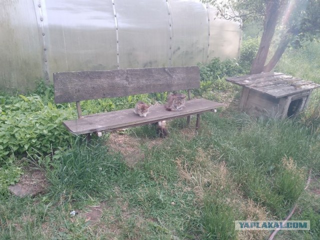 Жизнь домашнего приюта для котеек 500