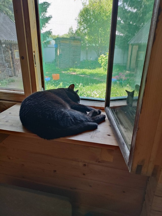 Подкидыш к котовторнику