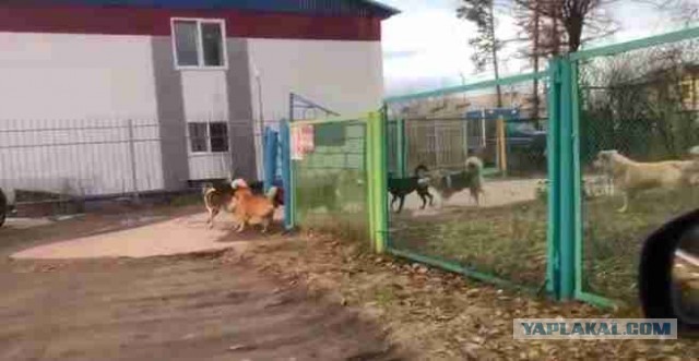 «Сняли скальп»: в поселке Чульман Нерюнгринского района на 12-летнюю девочку напала стая собак. Ребенок в крайне тяжелом состоян