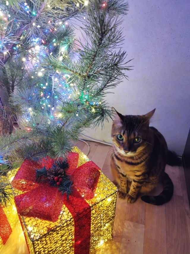 Кошачье-новогодняя сказка...