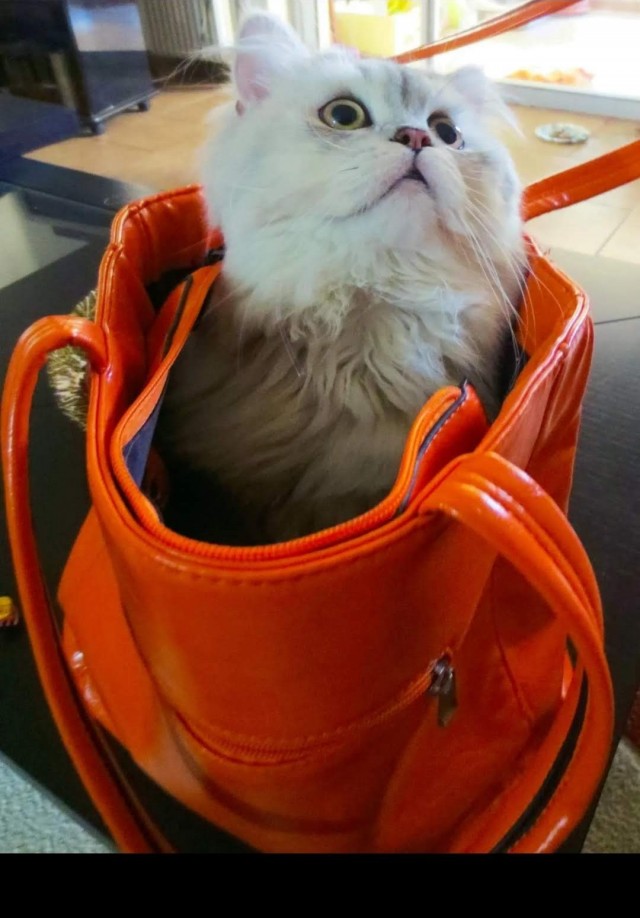 Мое котэ