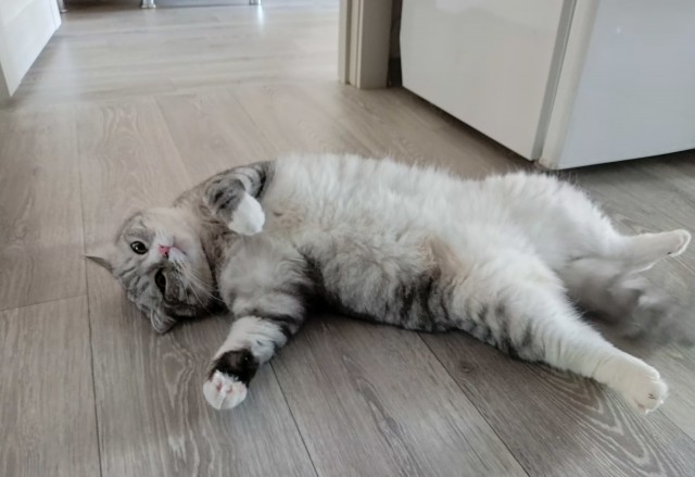 Котовторник продолжается