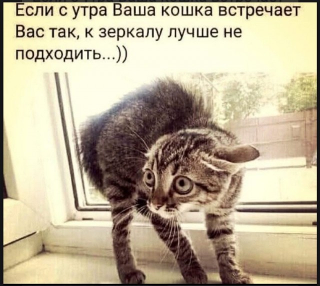 Юмор для тех, кто уже повзрослел и понял, что возраст — это просто дорогое хобби