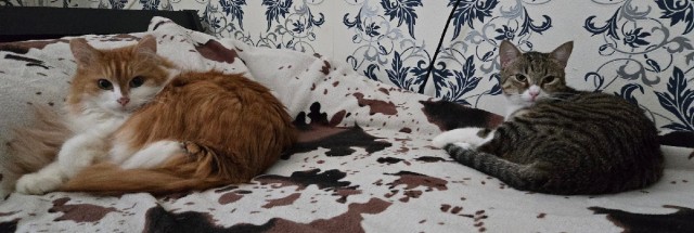 А у вас есть кот в доме?