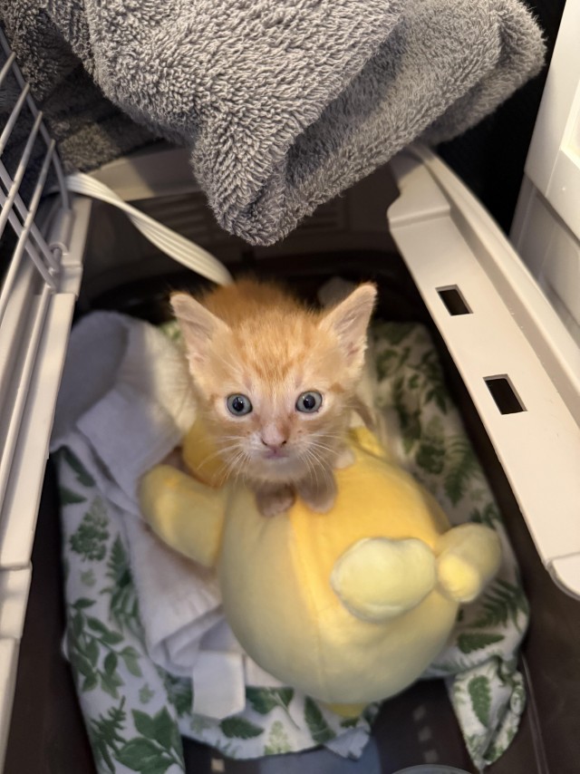 Этого рыжего котёнка зовут Сыр