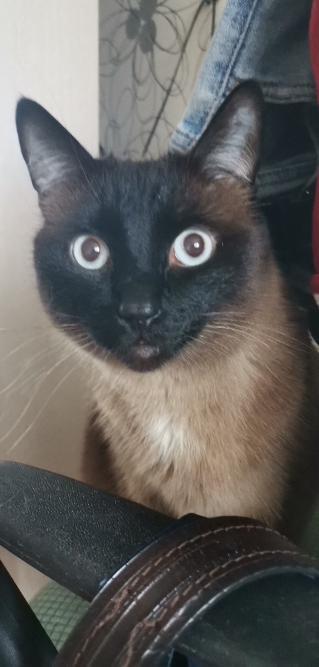 Принимайте в ряды которабов