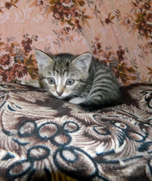 Было-стало тред (котовторник)