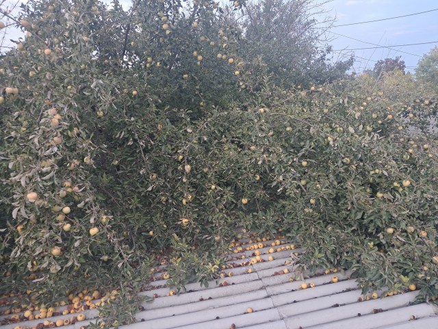 Яблочное производство