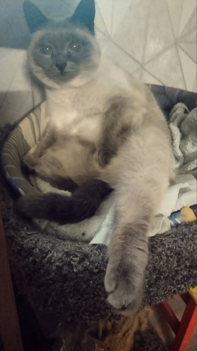 Котовторник. Где коты? Мой вот!