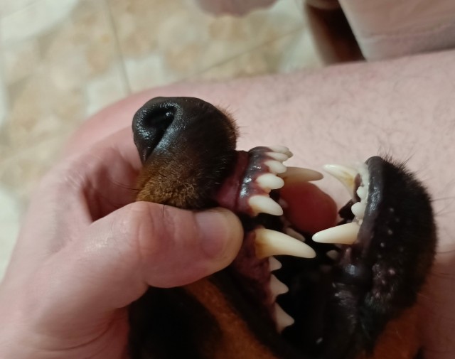 Грозные ягды