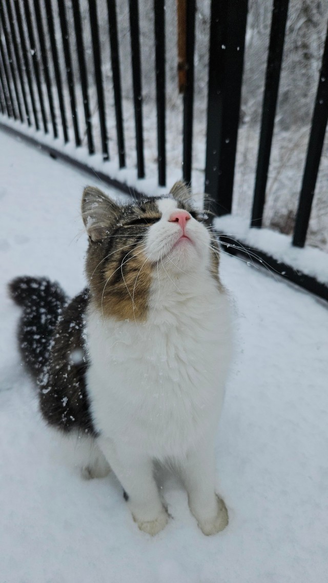 Кошке Офелии очень понравился снег