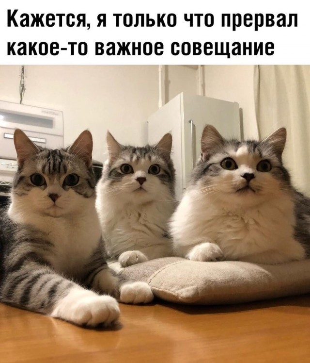 Так себе картинки 29.01.26