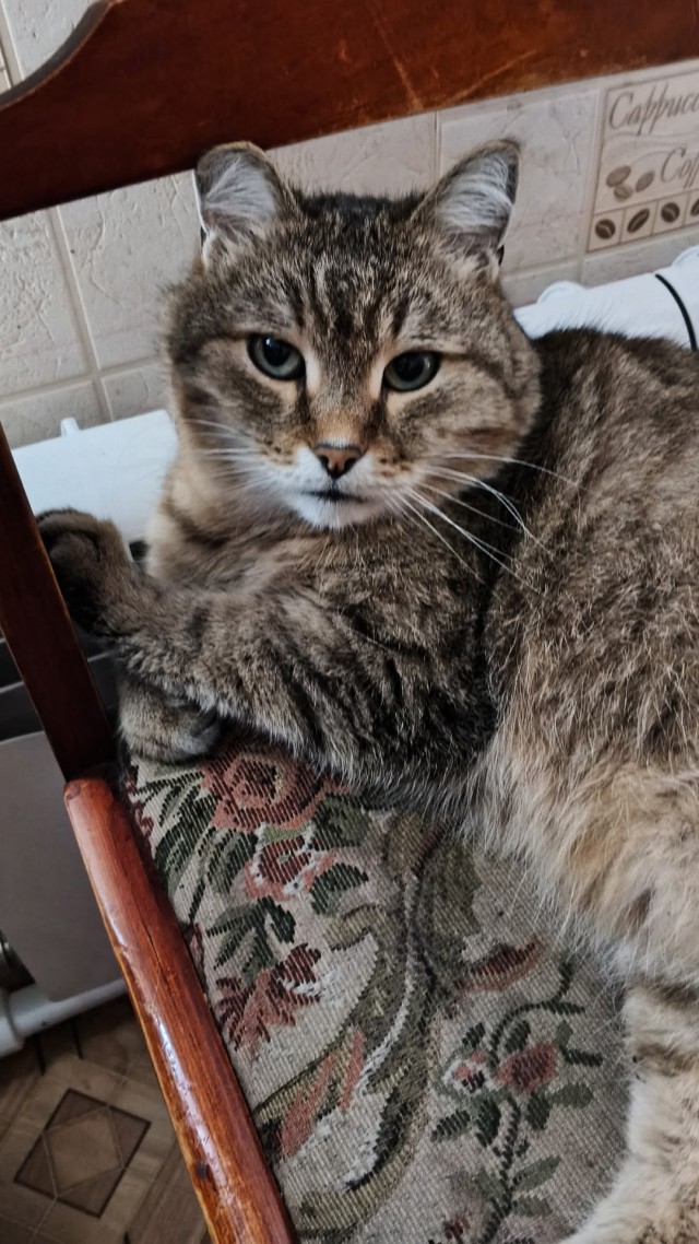 Мой кот