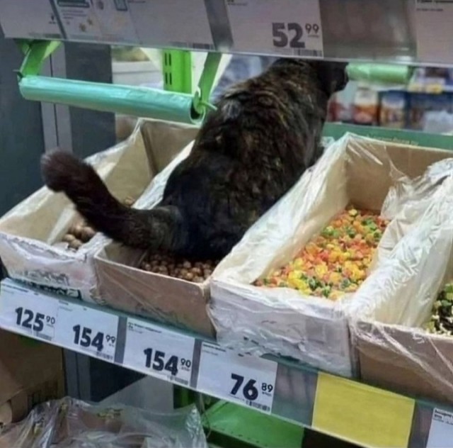 В одном из столичных магазинов живет боевая кошка Ларка, которая держит в страхе всех собак