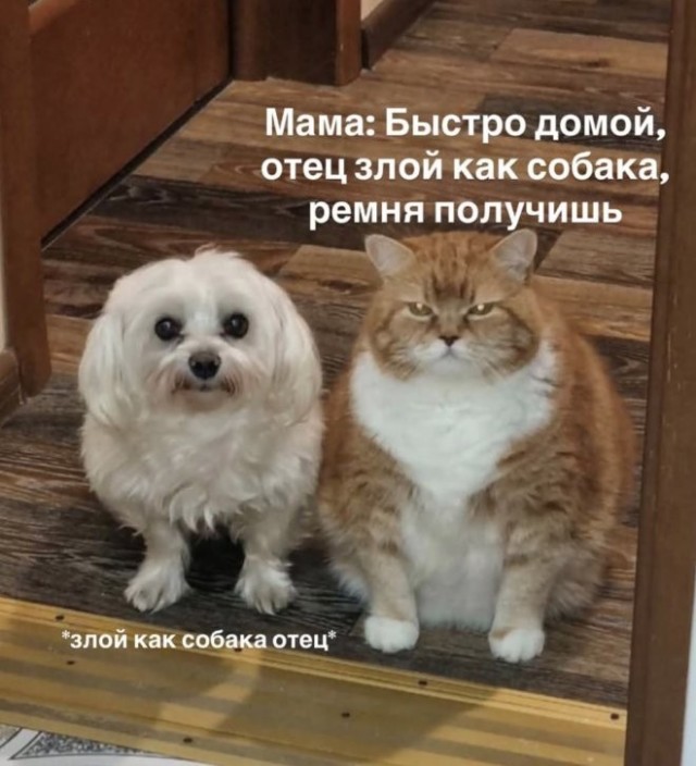 Веселые картинки в пятницу (16.10)