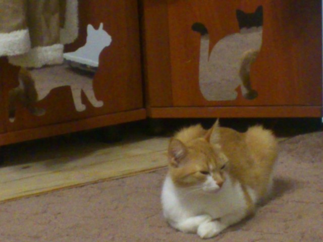 Котовторник   17.12.2013