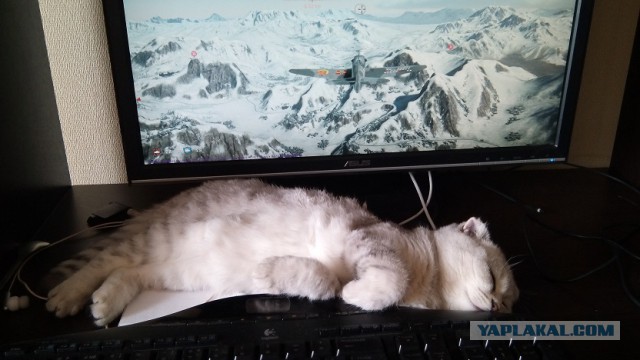 Котовторник 6.05.2014