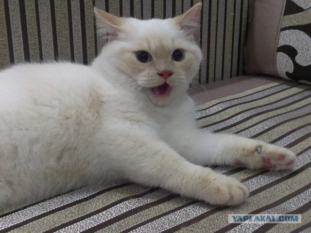 С Котовторником!