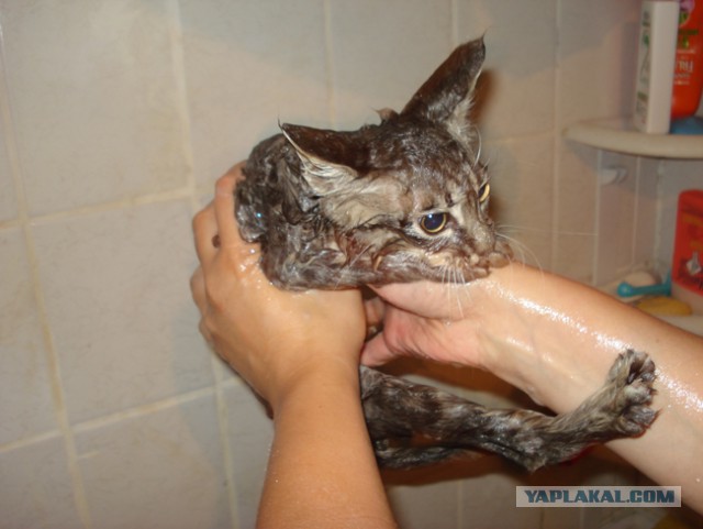 Кот - новый питомец