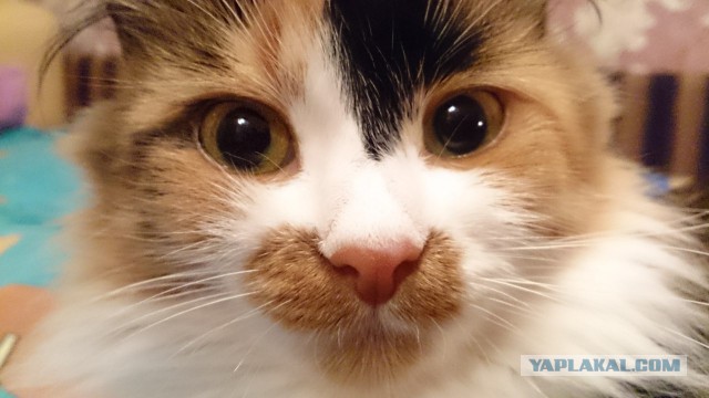 Котовторник 09.09.2014
