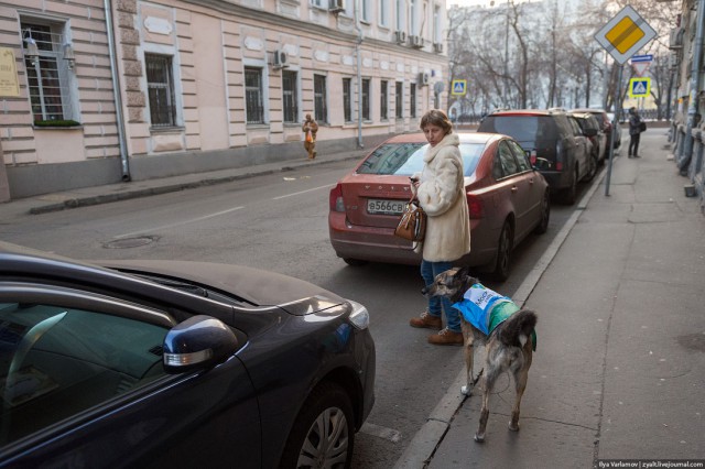 Дептранс спустит на нарушителей собак