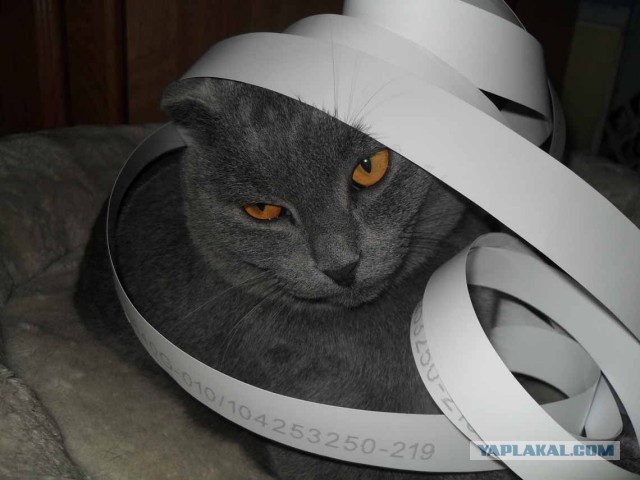 Котовторник 30.12.2014