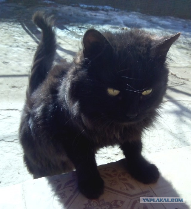 Котовторник.