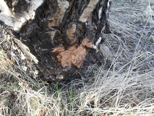 Сбор березового сока