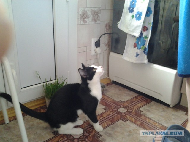 Котовоскресенье