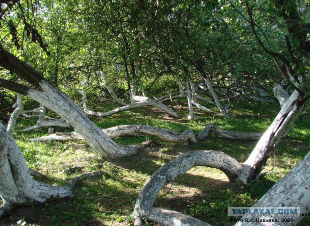 10 странных вещей, которые умеют делать деревья