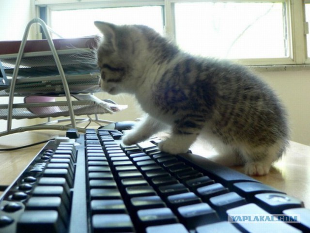 Котовторник 12.05.2015
