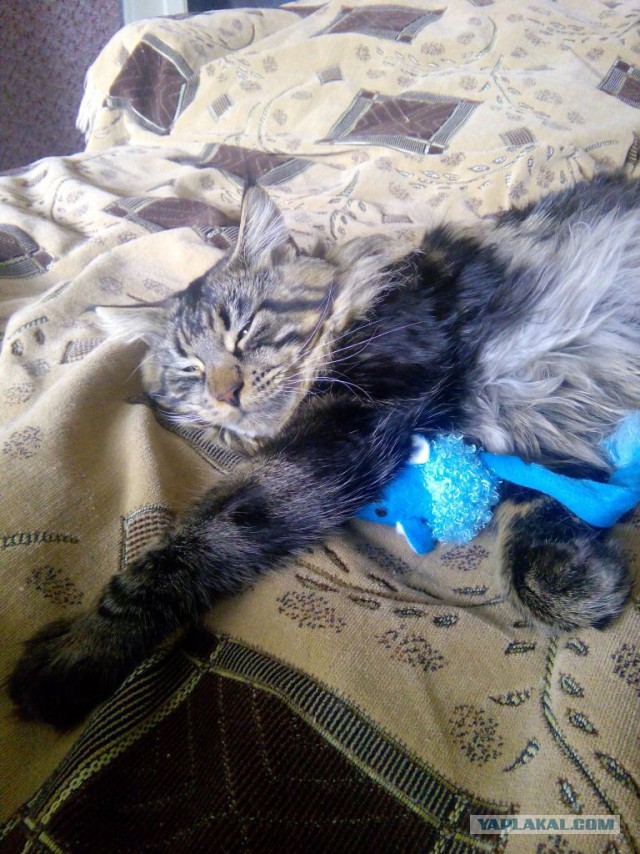 Котовторник 04.08.2015