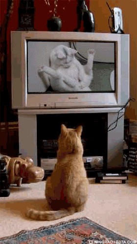 Коты, кошки, котята