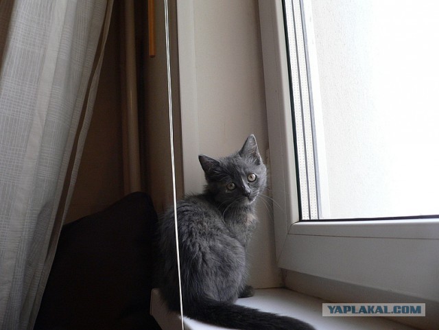 Котовторник