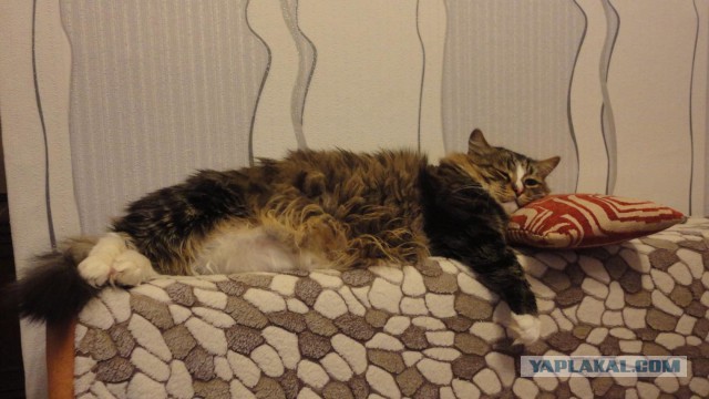 Те, которым мы помогли.