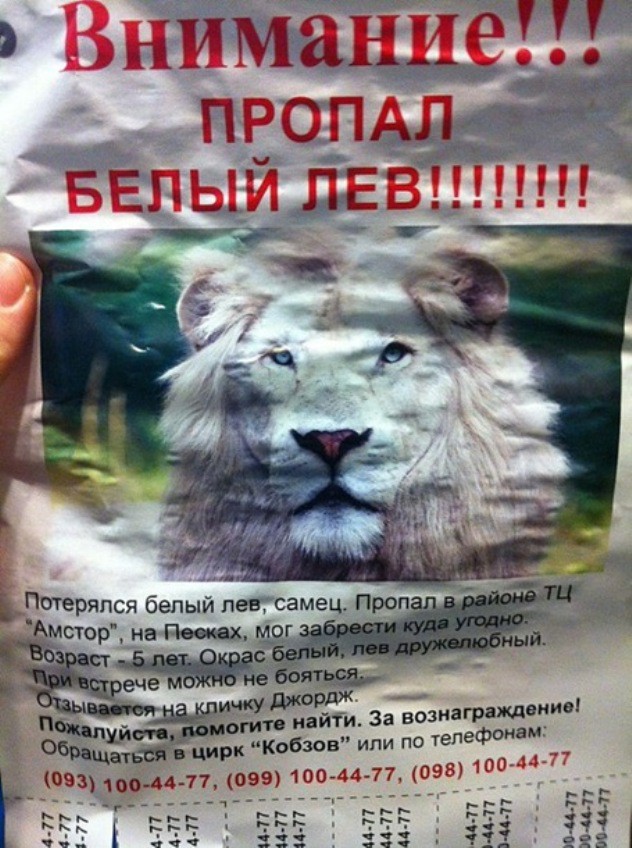 В Запорожье из цирка сбежал лев