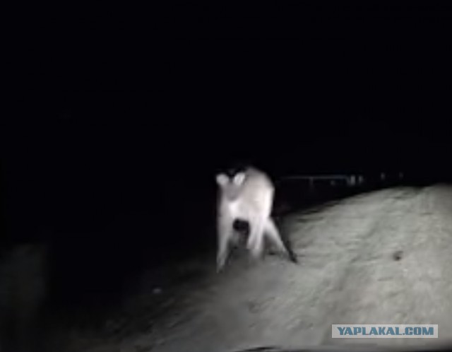 Разъездились тут, проскакать негде