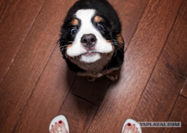 Этот ВЗГЛЯД!