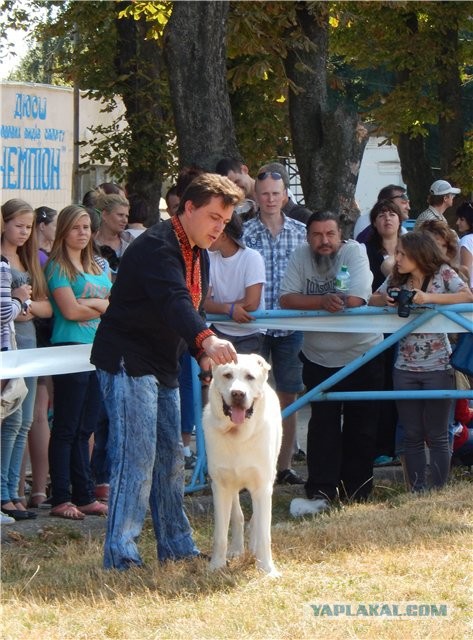 Собакочетвергу и любителям алабаев, посвящается!