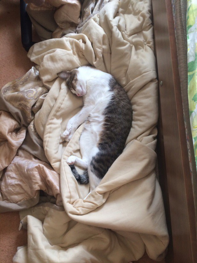 Котовторник 04.10.16